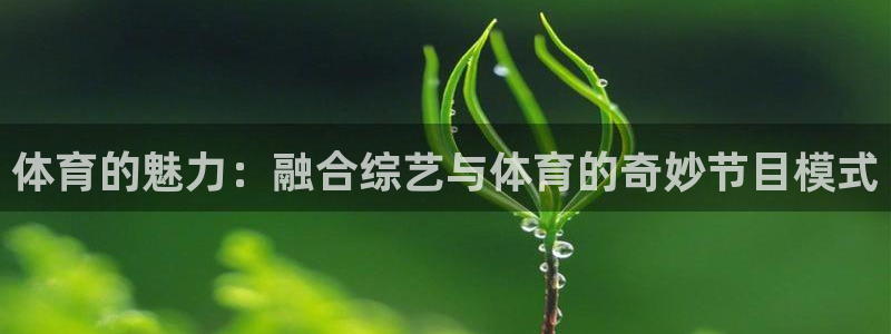 风速体育直播：体育的魅力：融合综艺与体育的奇妙节目模式